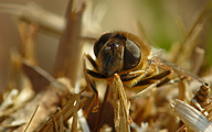 Dronefly (Female, Eristalis pertenax)